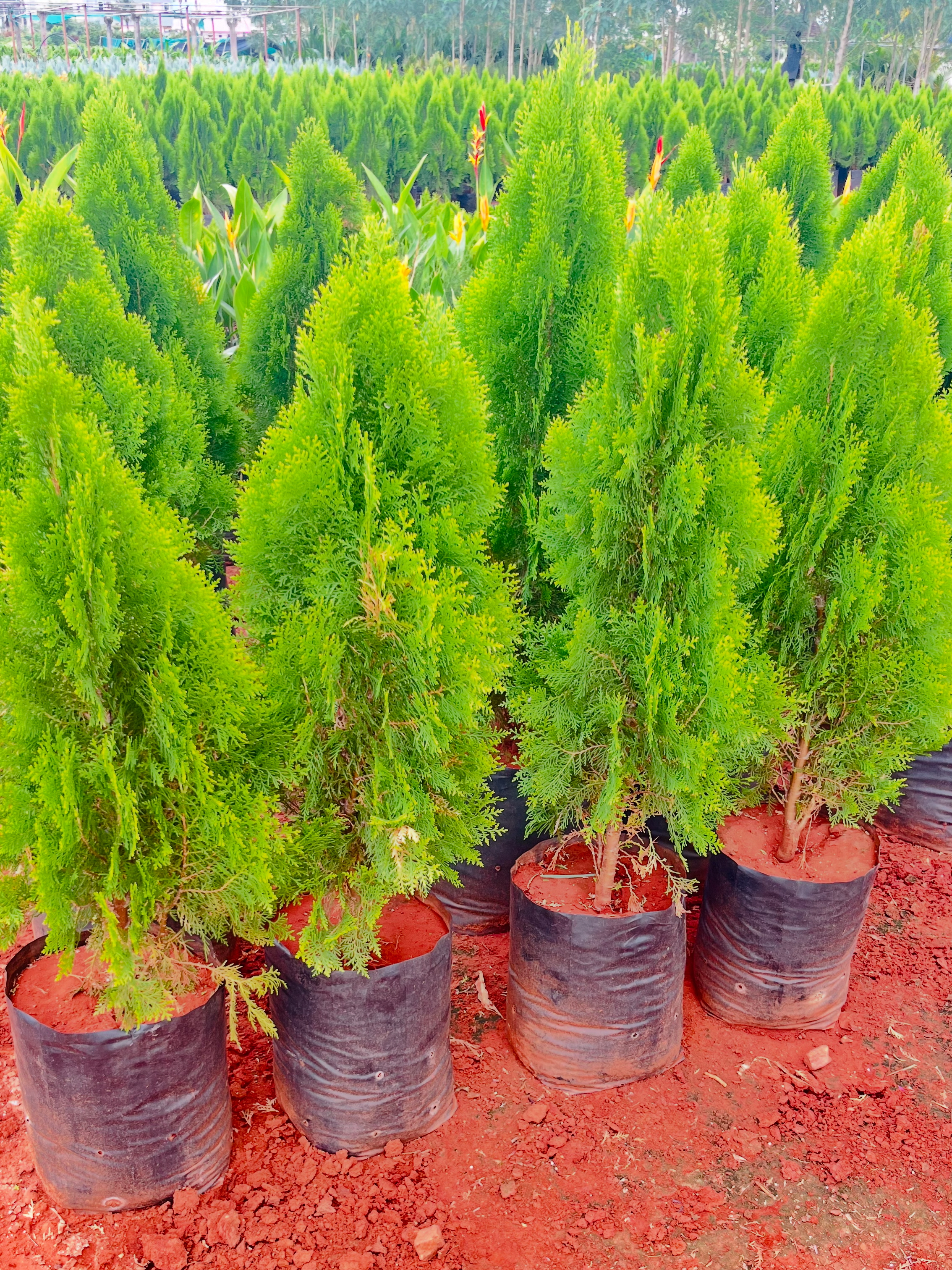 Flowering Specimen Kadiyam Nursery